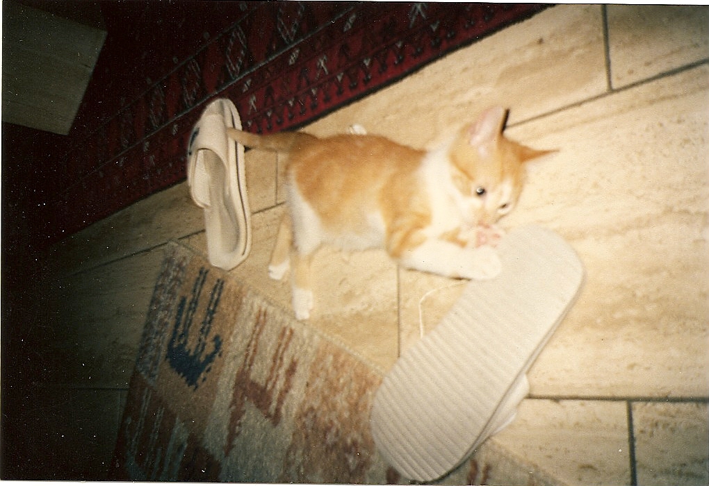 Kasimir